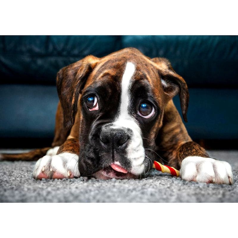 Boxer | Diamond Painting