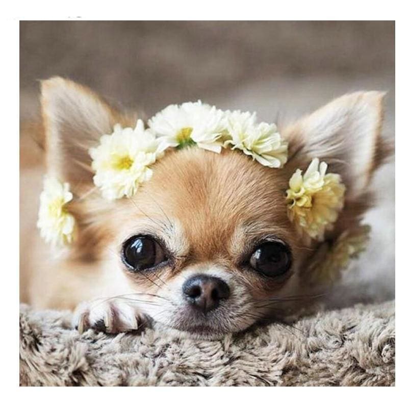 Chihuahua | Diamond Painting