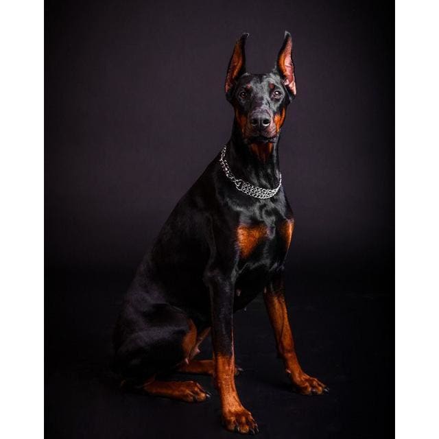 DIY diamant schilderij - Doberman foto PIX-626 - Diamond