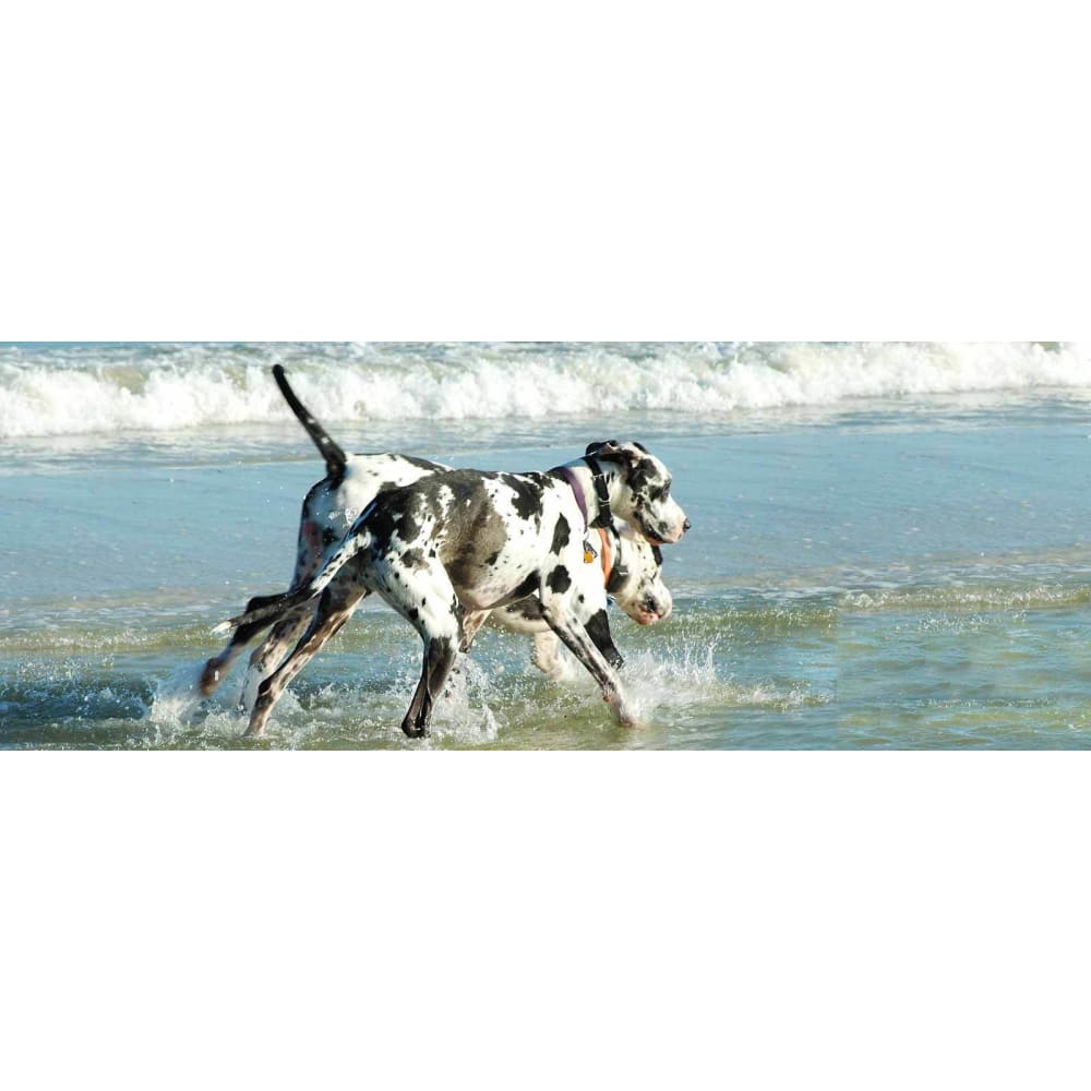 DIY diamant schilderij - Great Dane Beach PIX-1184 - Diamond