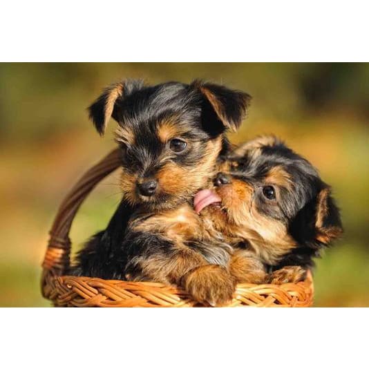 DIY diamant schilderij - Yorkie schattige liefde PIX-1192 -
