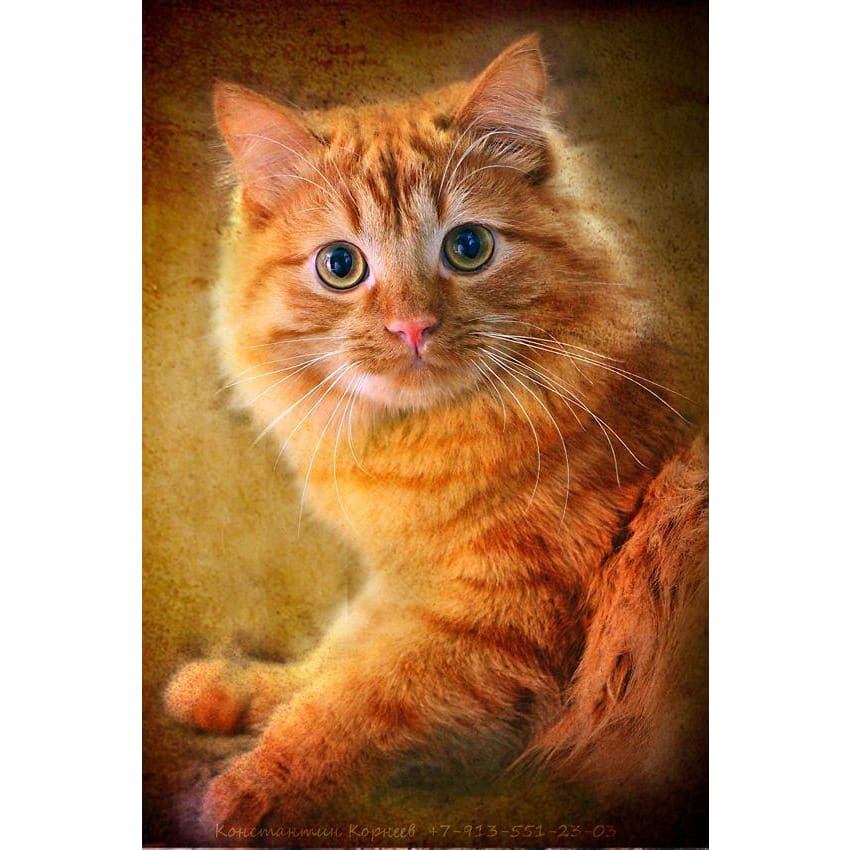 DIY Diamond Painting - Dieren PIX-2333 - Diamond Painting