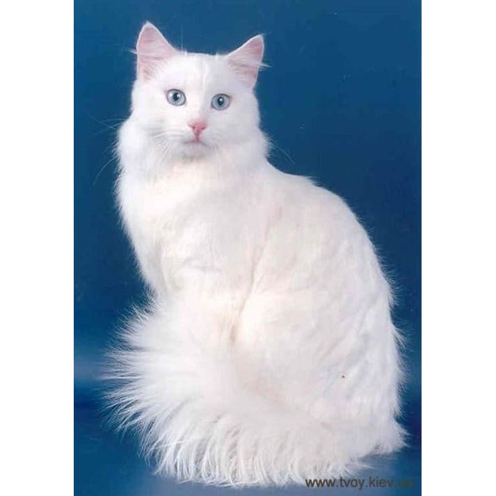 DIY Diamond Painting - Dieren PIX-2359 - Diamond Painting