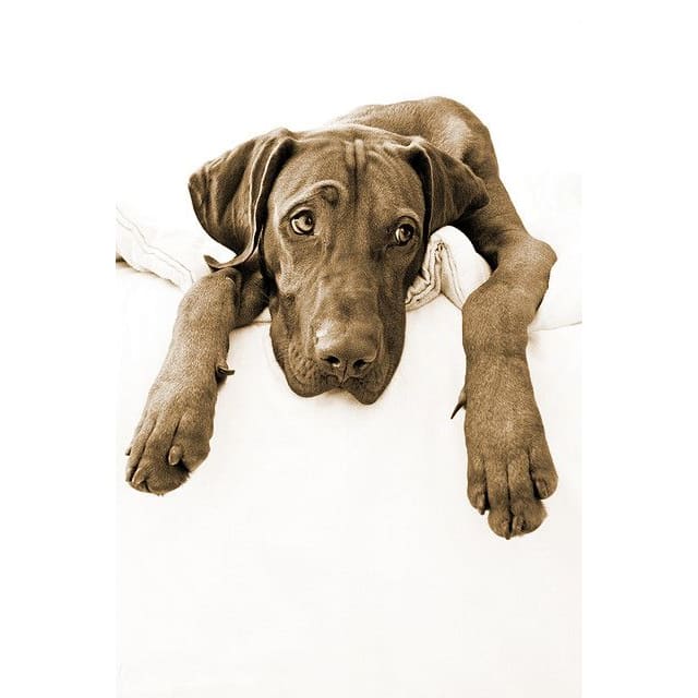 DIY Diamond Painting - Dieren PIX-2364 - Diamond Painting