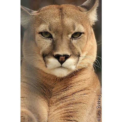 DIY Diamond Painting - Dieren PIX-2417 - Diamond Painting