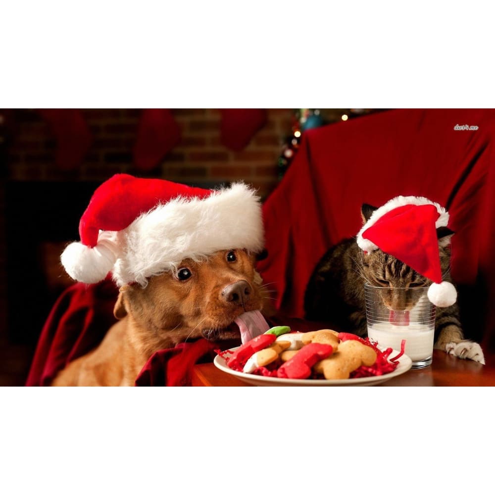 DIY Diamond Painting - Dog And Cat Christmas Eat PIX-362 -