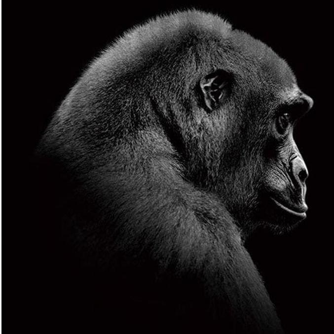 DIY Diamond Painting - Gorilla Animal PIX-242 - Diamond