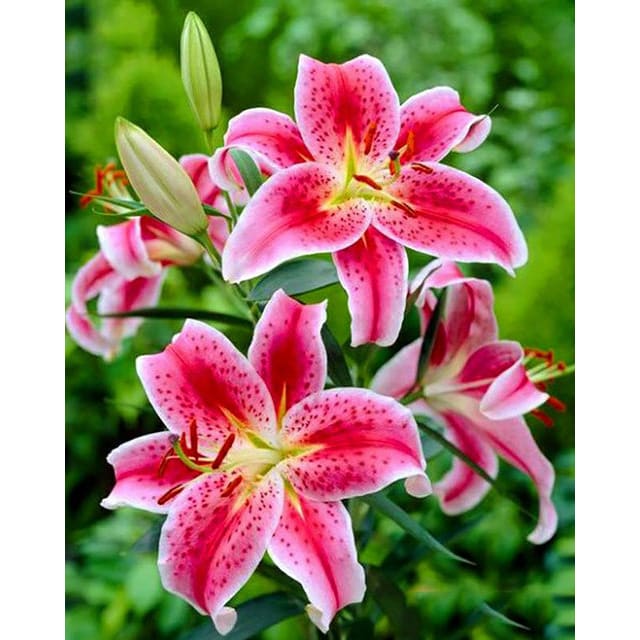 Lelies - 20x25cm / Vierkant - Bloemen & Planten