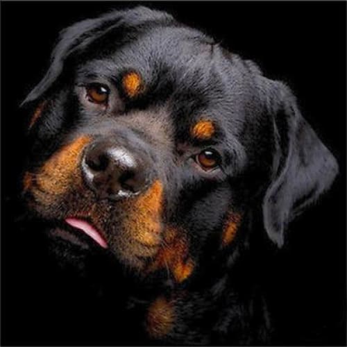 Rottweiler | Diamond Painting