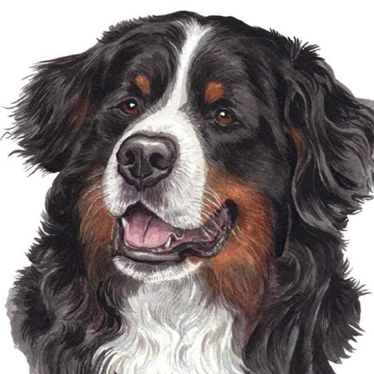 Berner Sennenhond | Morgen In Huis