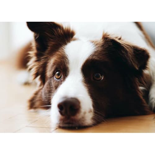 Bordercollie | Diamond Painting