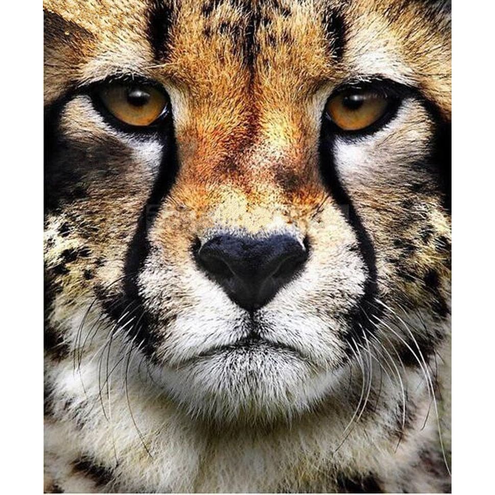 Cheeta | Diamond Painting