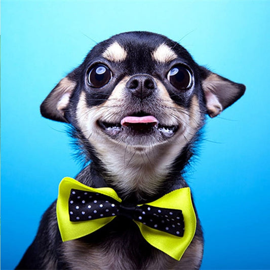 Chihuahua | Diamond Painting