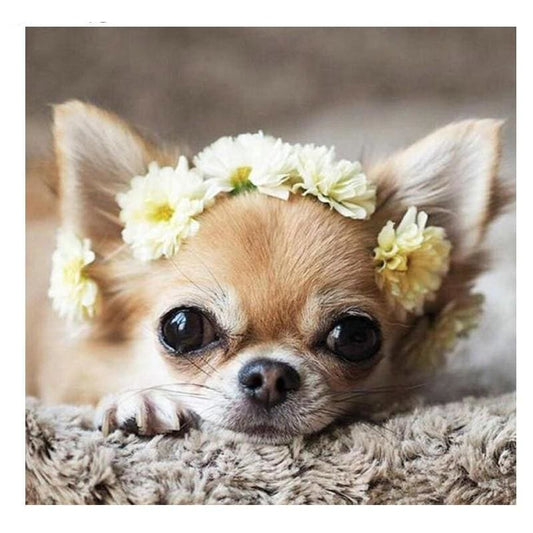 Chihuahua | Diamond Painting