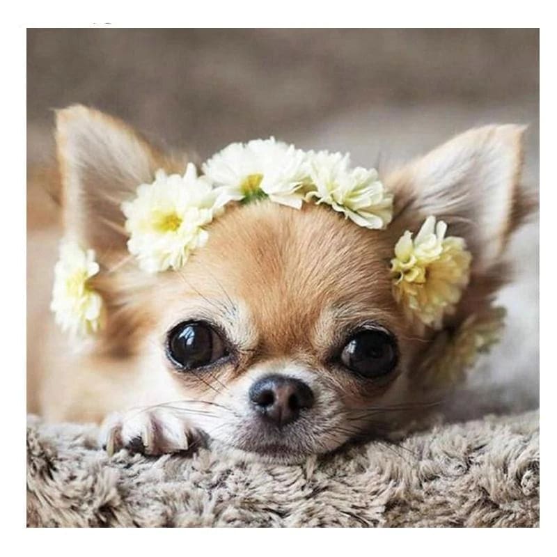 Chihuahua | Morgen In Huis