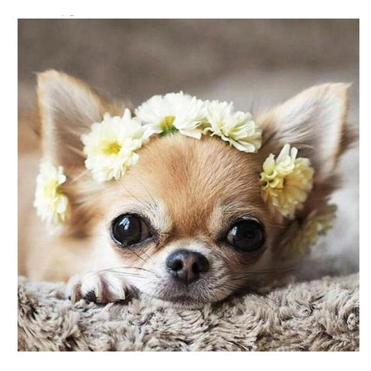 Chihuahua | Morgen In Huis