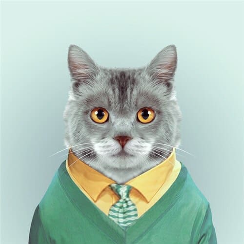 Dieren Gezichten | 20 Soorten | Diamond Painting