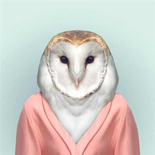 Dieren Gezichten | 20 Soorten | Diamond Painting