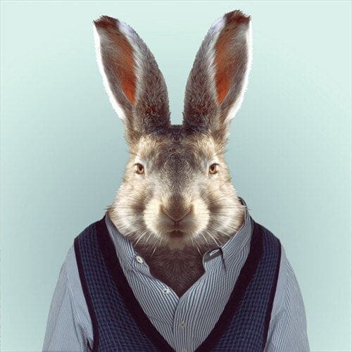 Dieren Gezichten | 20 Soorten | Diamond Painting