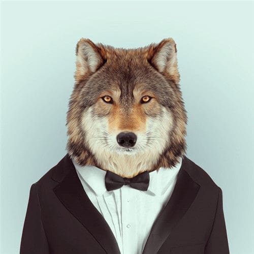 Dieren Gezichten | 20 Soorten | Diamond Painting