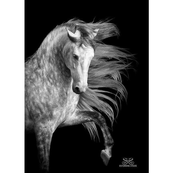 DIY diamant schilderij - Dieren PIX-2373 - Diamond Painting