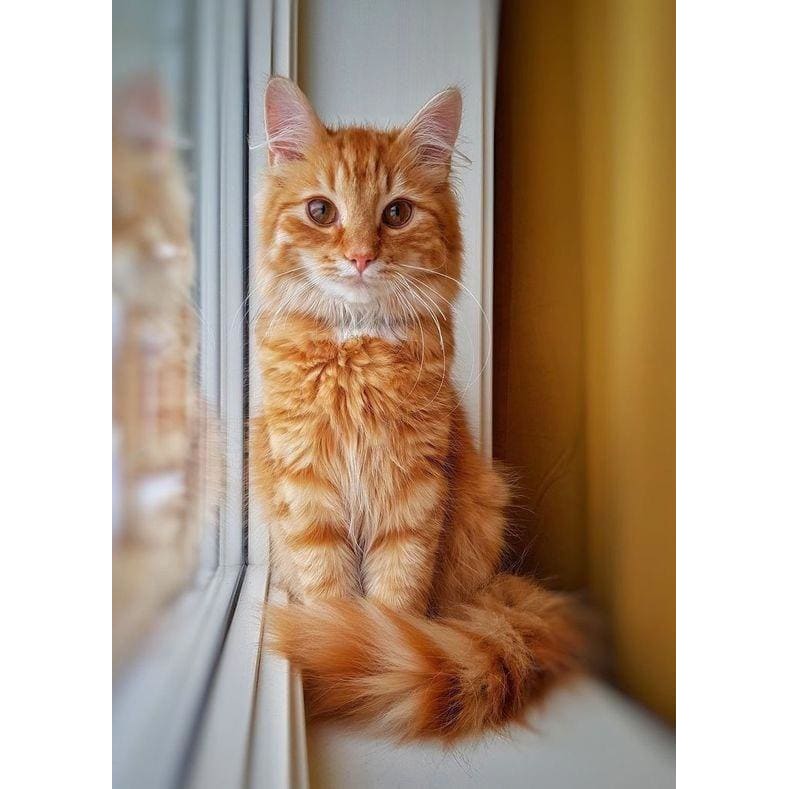 DIY diamant schilderij - Dieren PIX-2424 - Diamond Painting