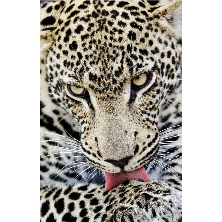 DIY diamant schilderij - Dieren PIX-2442 - Diamond Painting