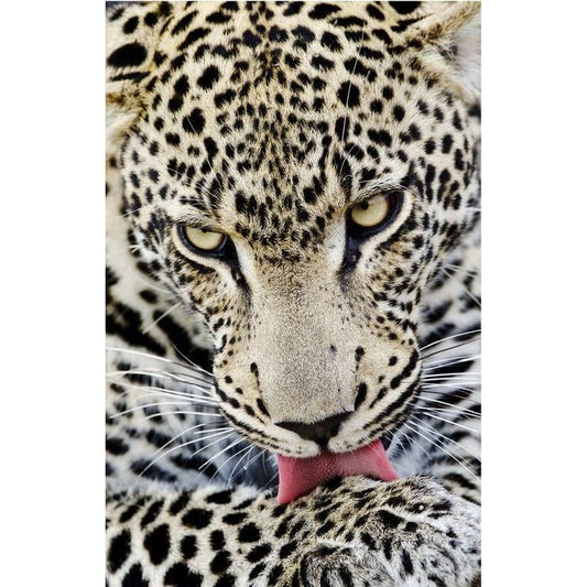 DIY diamant schilderij - Dieren PIX-2442 - Diamond Painting