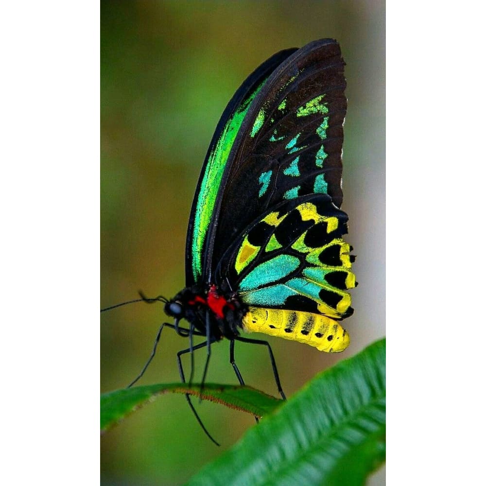 DIY diamant schilderij - Dieren PIX-2466 - Diamond Painting