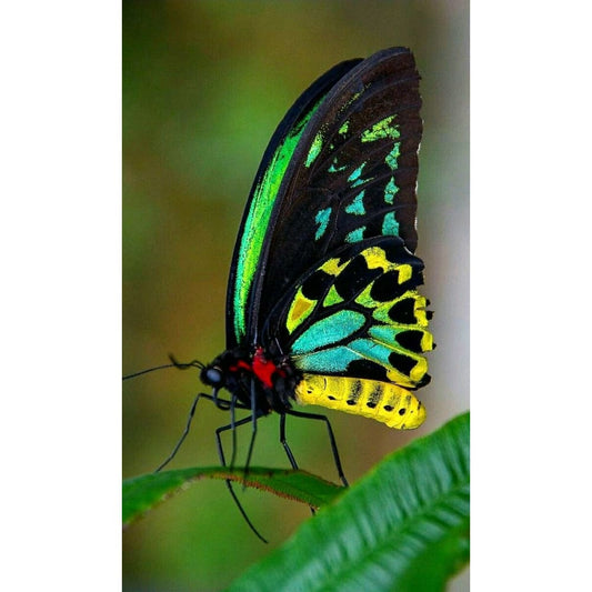 DIY diamant schilderij - Dieren PIX-2466 - Diamond Painting