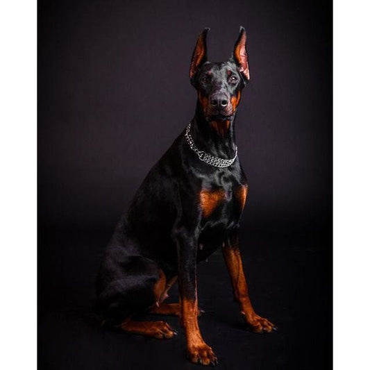 DIY diamant schilderij - Doberman foto PIX-626 - Diamond