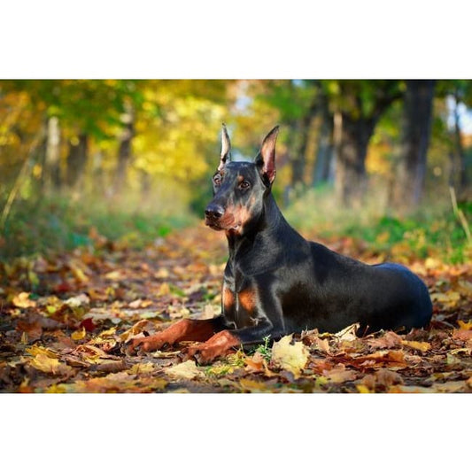 DIY diamant schilderij - Doberman Park PIX-628 - Diamond 