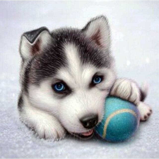 DIY diamant schilderij - Husky hond PIX-611 - Diamond 