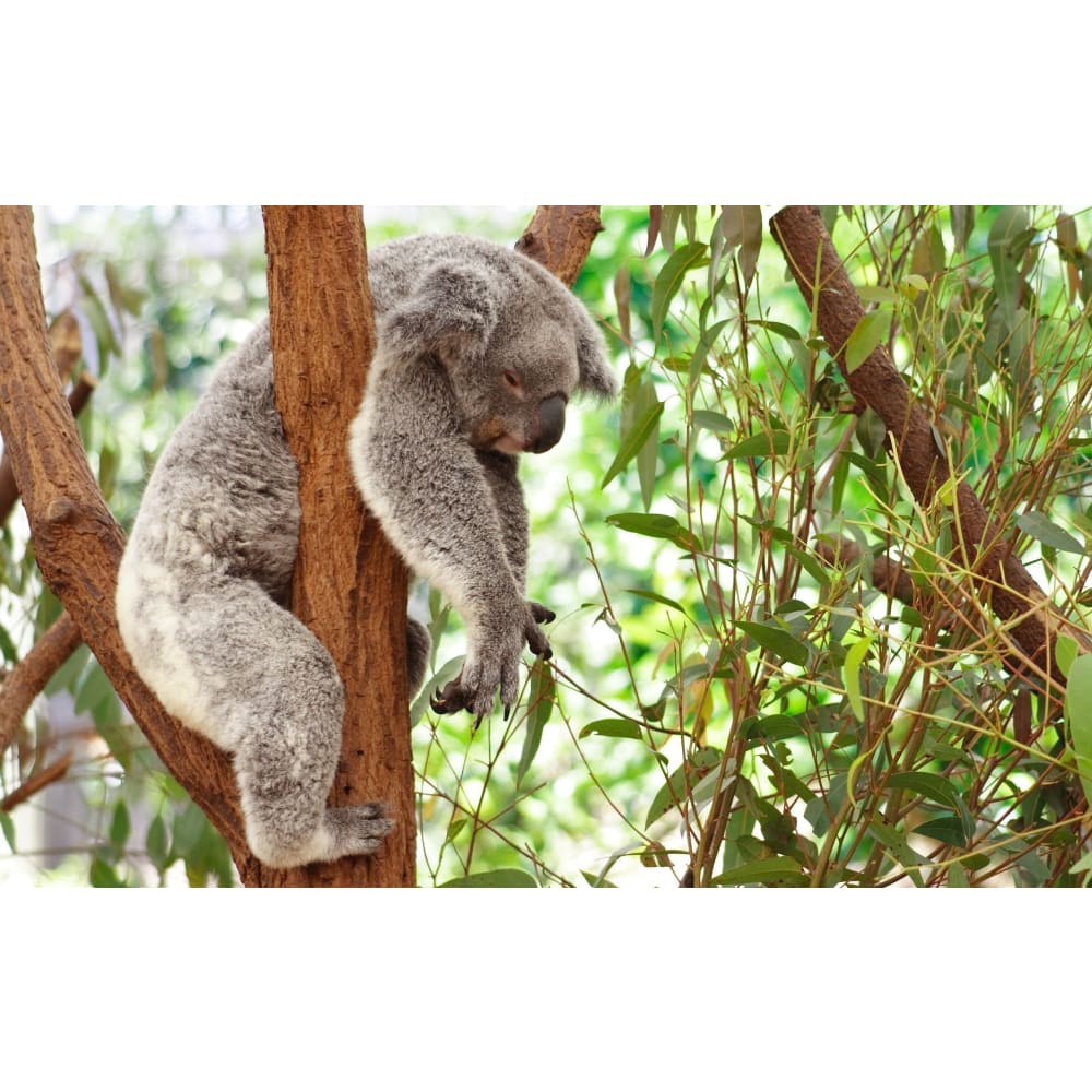 DIY diamant schilderij - Koala slaap PIX-383 - Diamond 