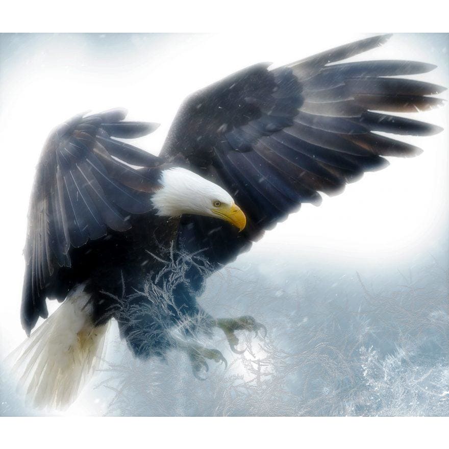 DIY Diamond Painting - Bald Eagle PIX-154 - Diamond Painting