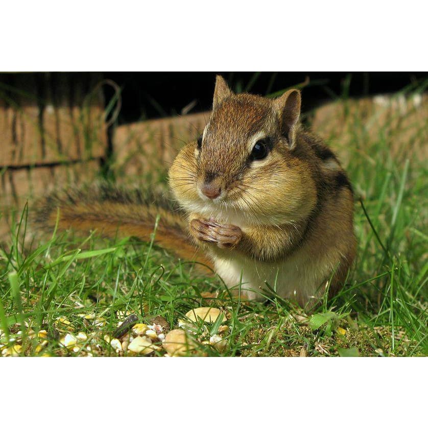 DIY Diamond Painting - Chipmunk Eat PIX-524 - Diamond 