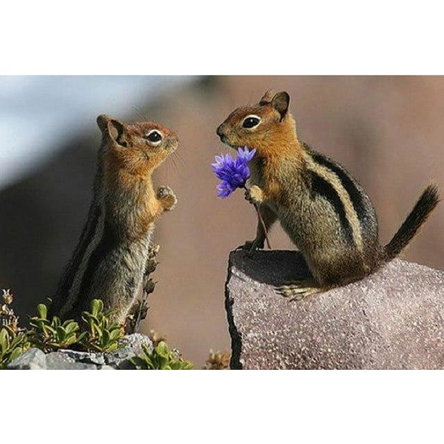 DIY Diamond Painting - Chipmunk Love PIX-523 - Diamond 