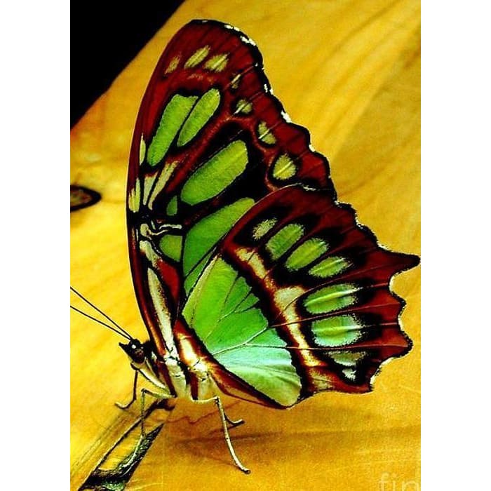 DIY Diamond Painting - Dieren PIX-2294 - Diamond Painting