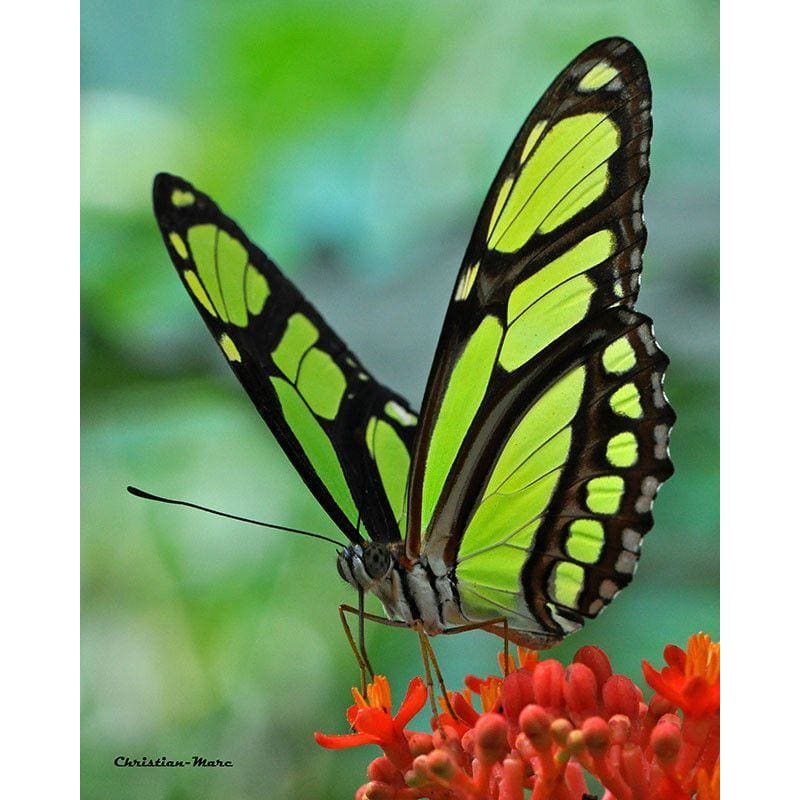 DIY Diamond Painting - Dieren PIX-2306 - Diamond Painting