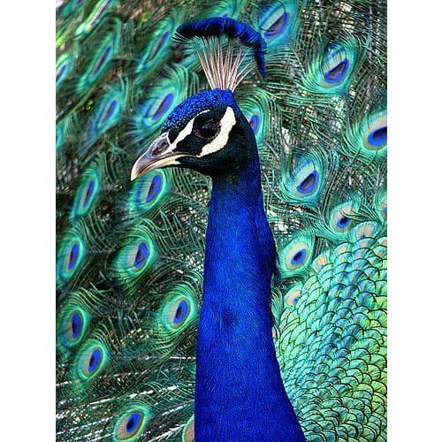 DIY Diamond Painting - Dieren PIX-2308 - Diamond Painting