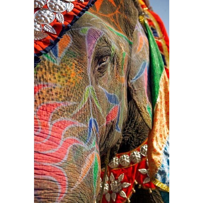 DIY Diamond Painting - Dieren PIX-2311 - Diamond Painting