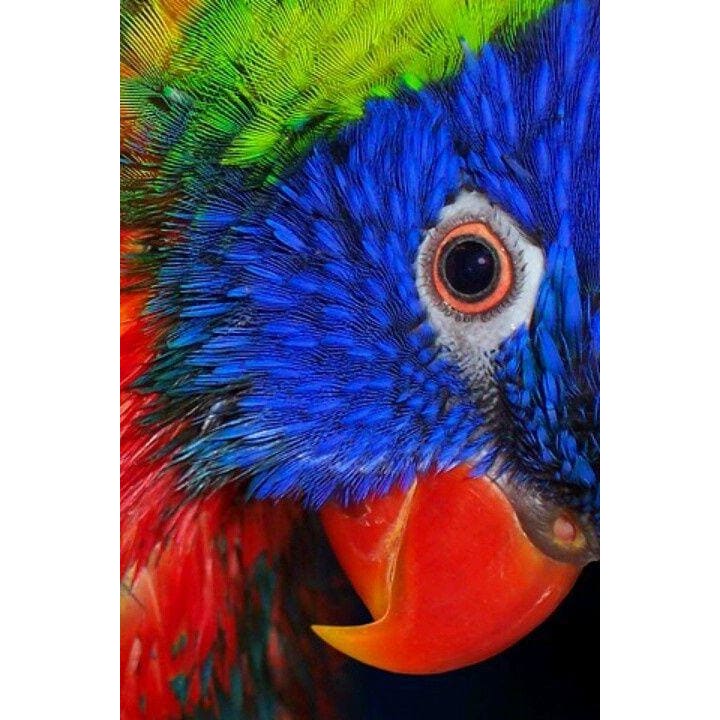 DIY Diamond Painting - Dieren PIX-2313 - Diamond Painting