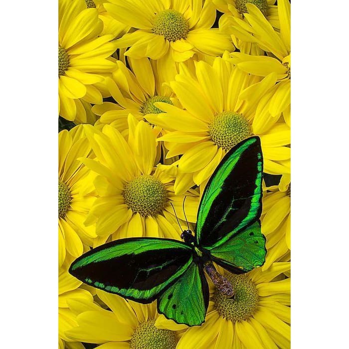 DIY Diamond Painting - Dieren PIX-2315 - Diamond Painting