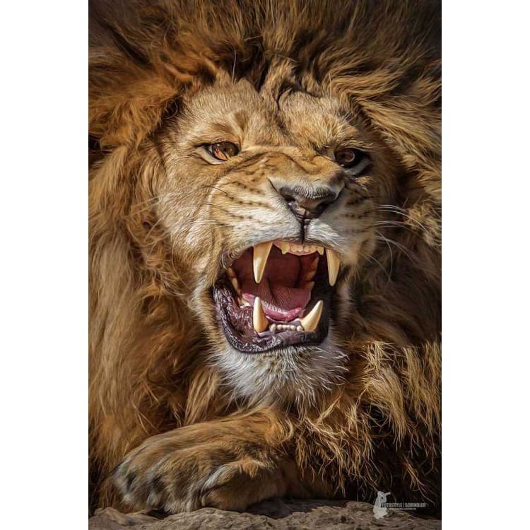 DIY Diamond Painting - Dieren PIX-2322 - Diamond Painting