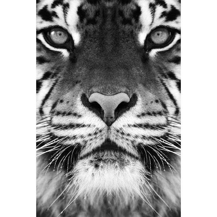 DIY Diamond Painting - Dieren PIX-2325 - Diamond Painting