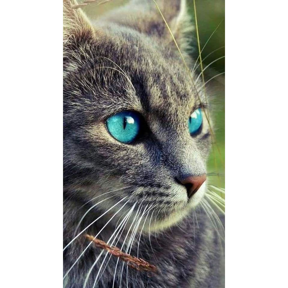 DIY Diamond Painting - Dieren PIX-2329 - Diamond Painting