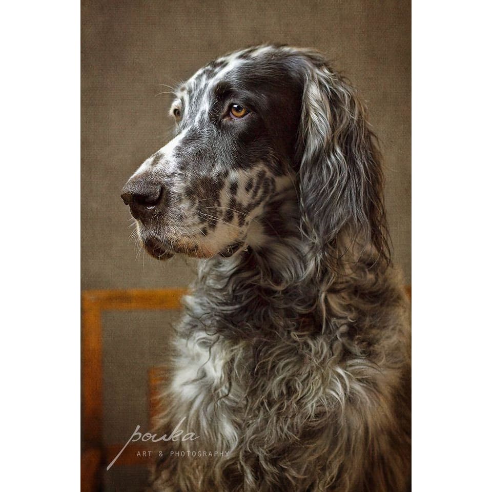 DIY Diamond Painting - Dieren PIX-2339 - Diamond Painting