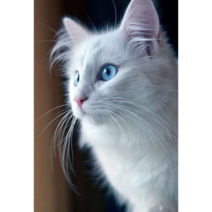 DIY Diamond Painting - Dieren PIX-2384 - Diamond Painting