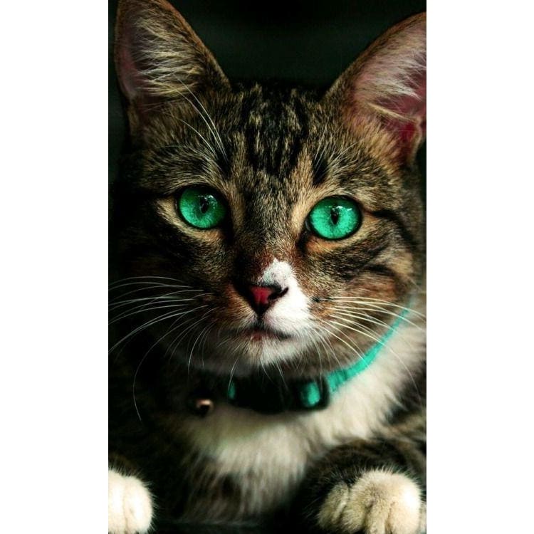 DIY Diamond Painting - Dieren PIX-2421 - Diamond Painting