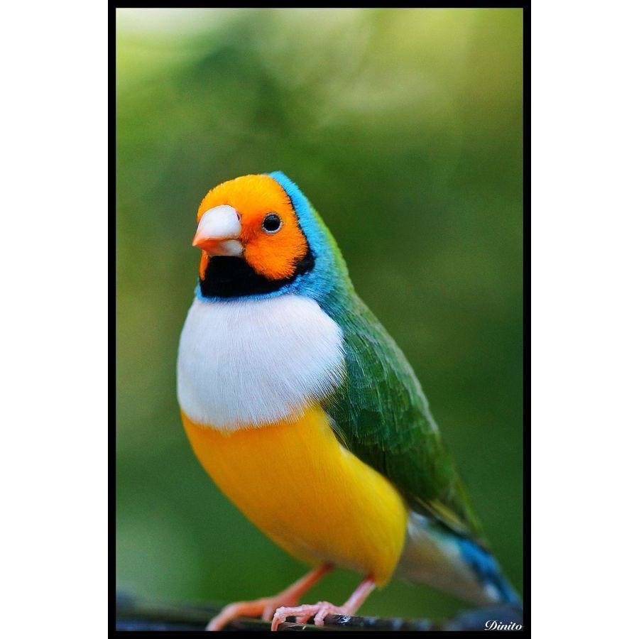 DIY Diamond Painting - Dieren PIX-2422 - Diamond Painting